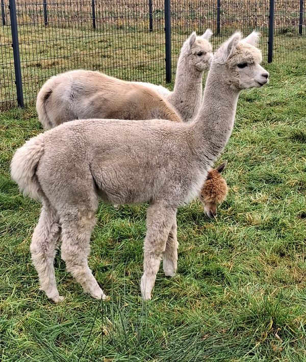 This image for Image Layouts addon