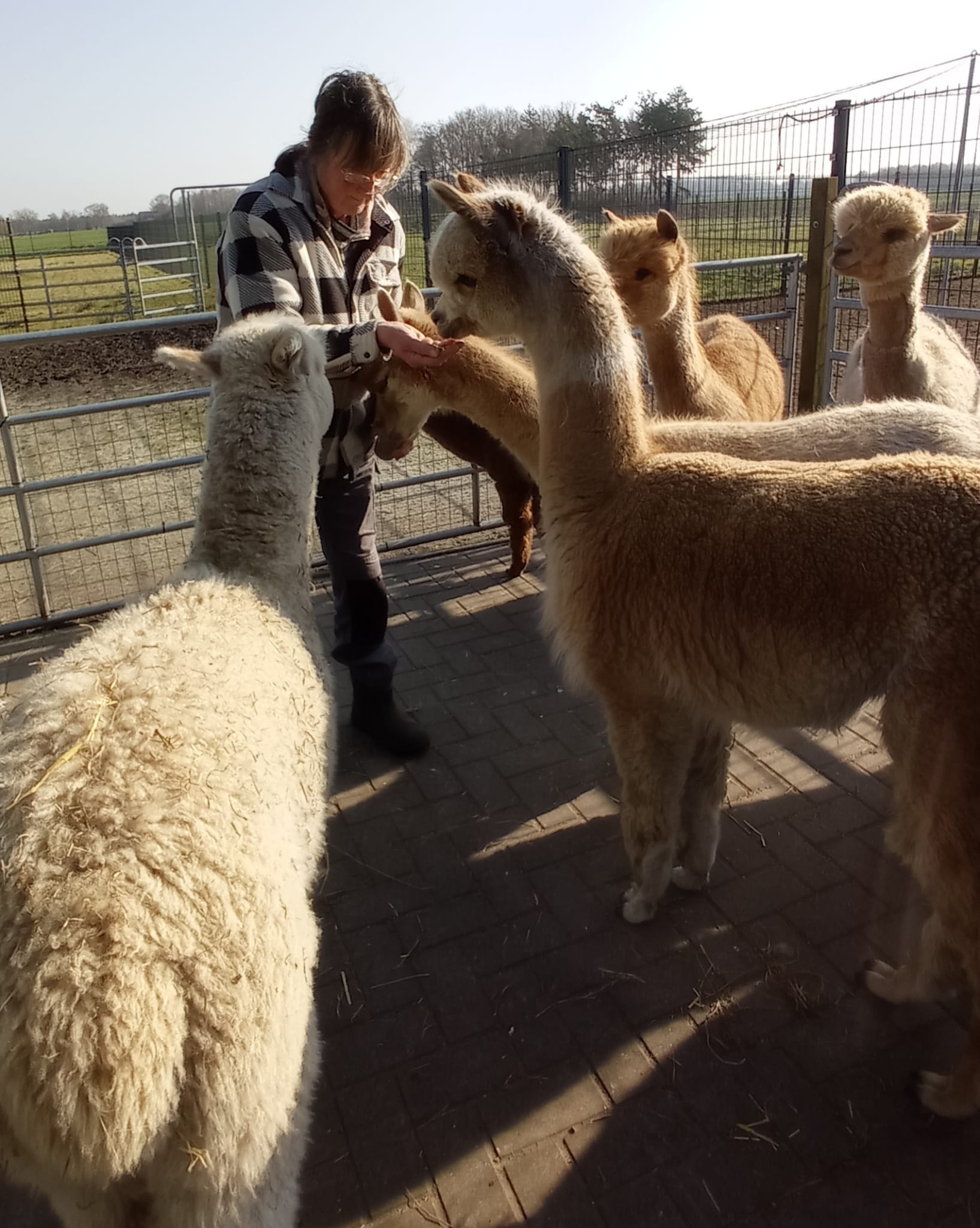 This image for Image Layouts addon